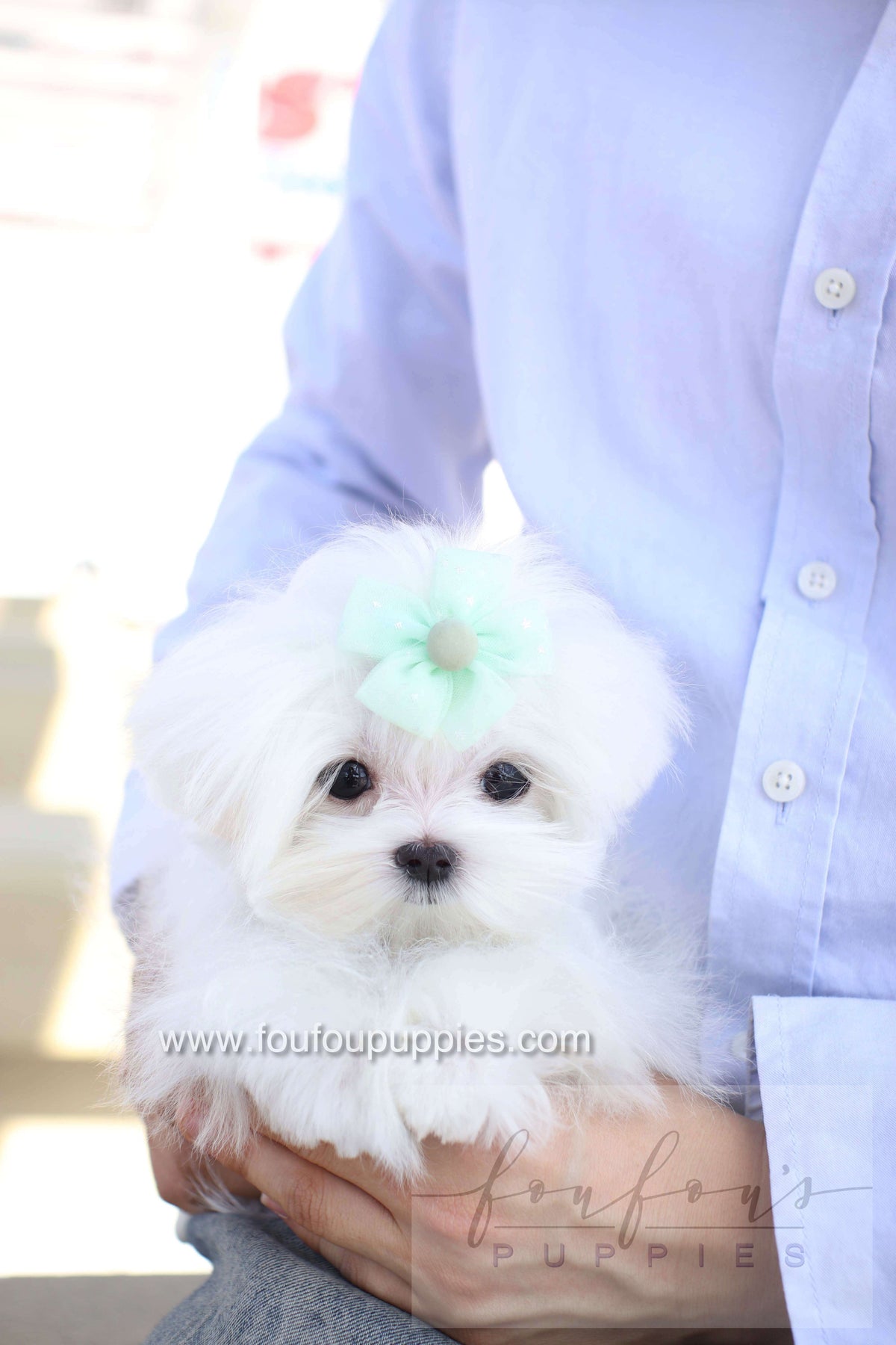 Elle - Maltese F.