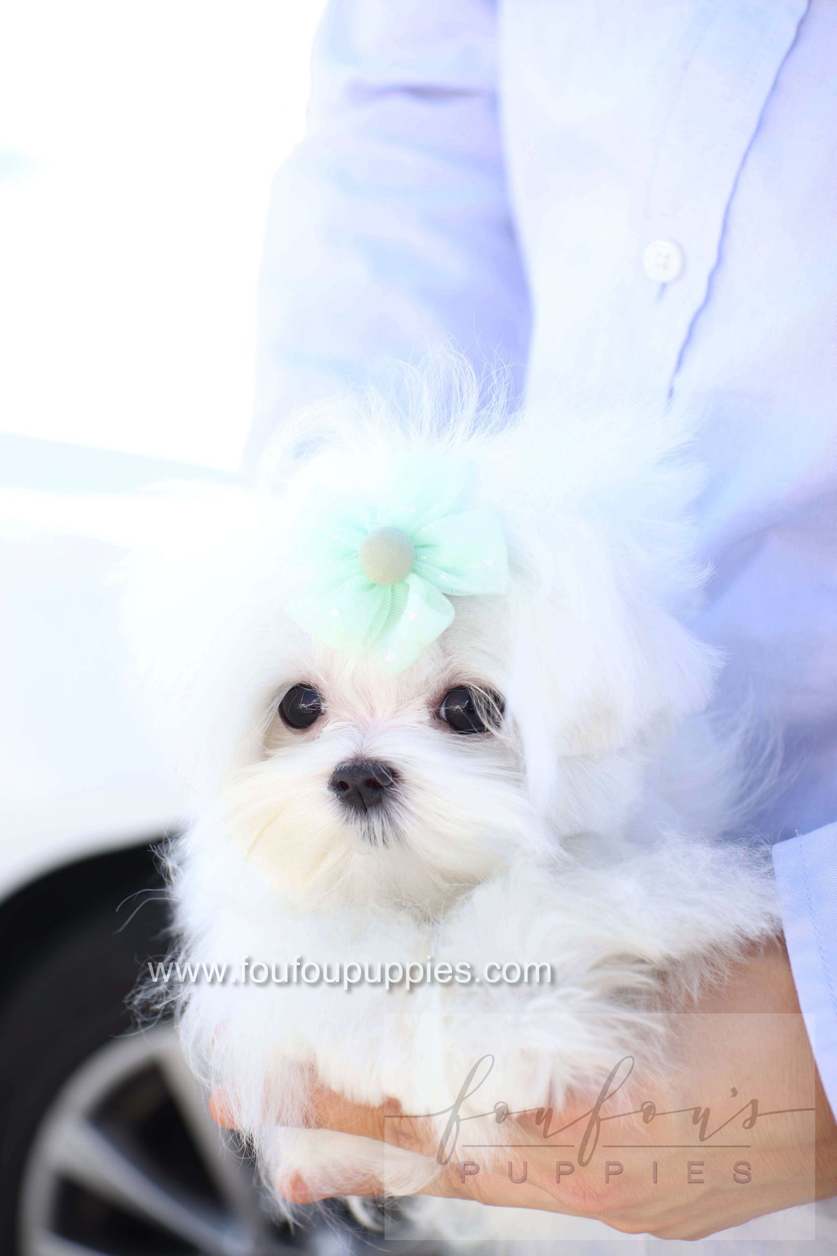Elle - Maltese F.