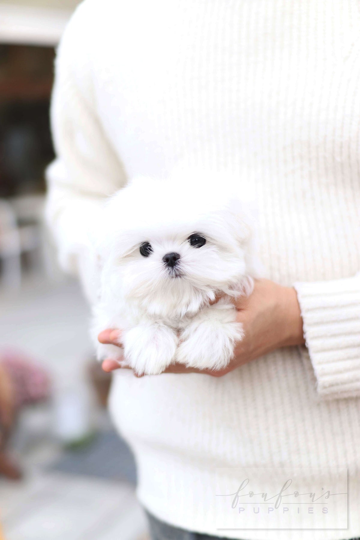 Lilly - Maltese F.