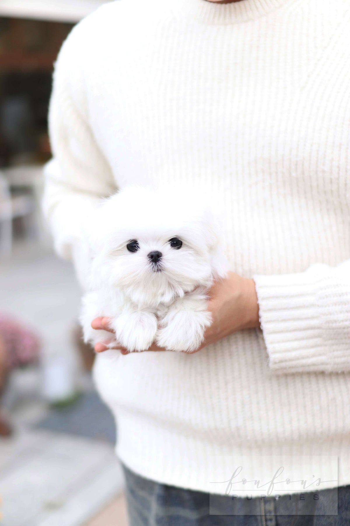 Lilly - Maltese F.