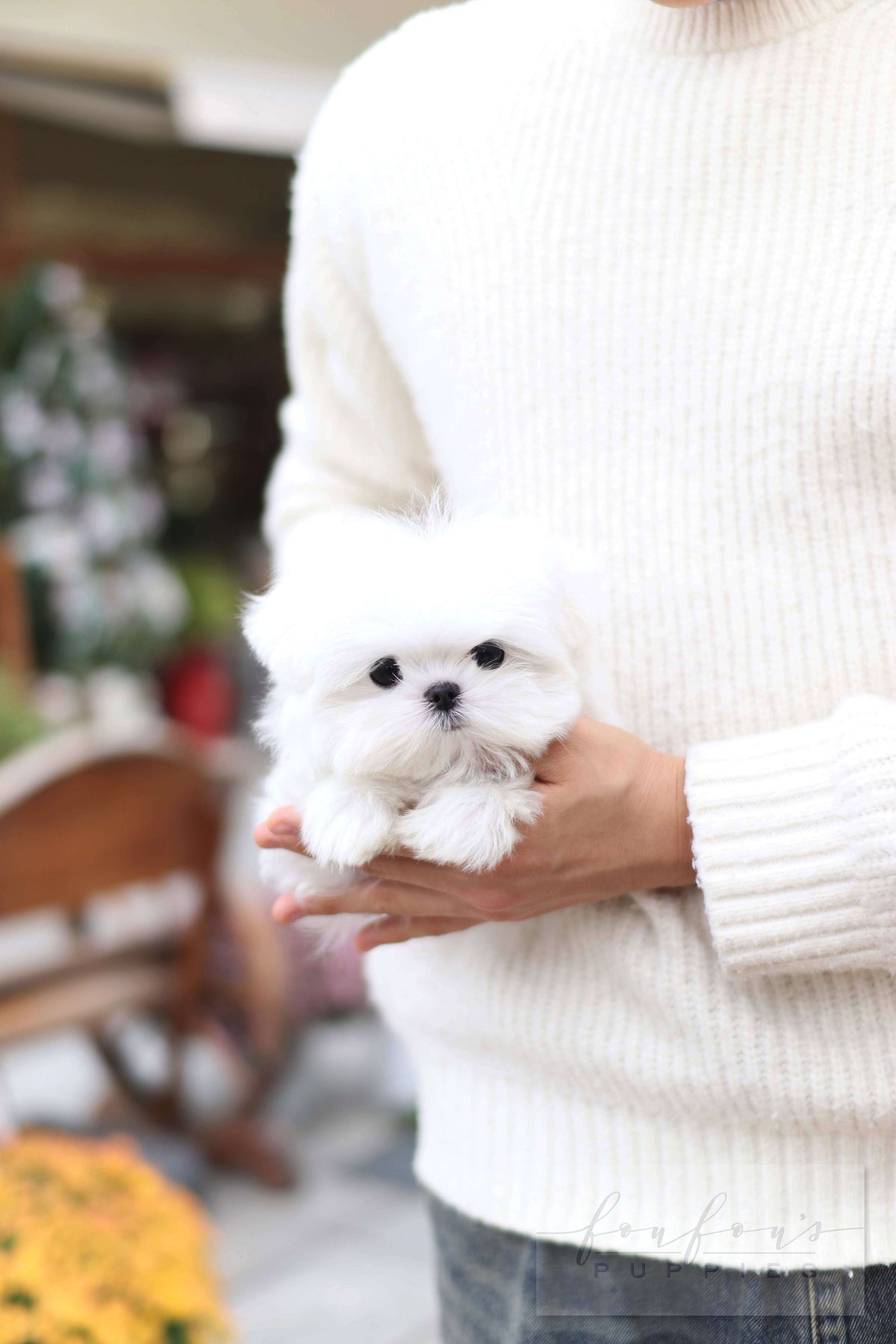 Lilly - Maltese F.