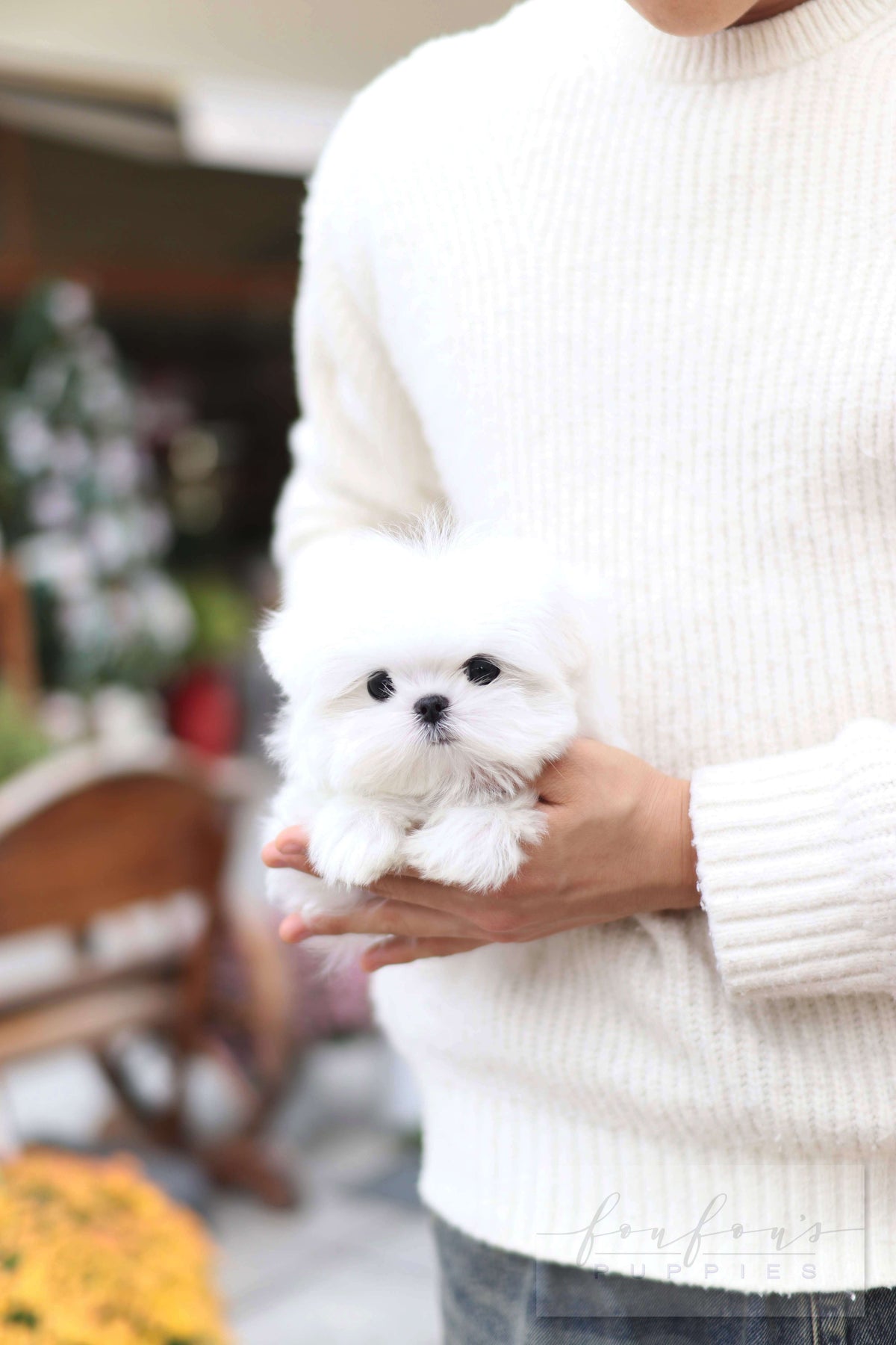 Lilly - Maltese F.