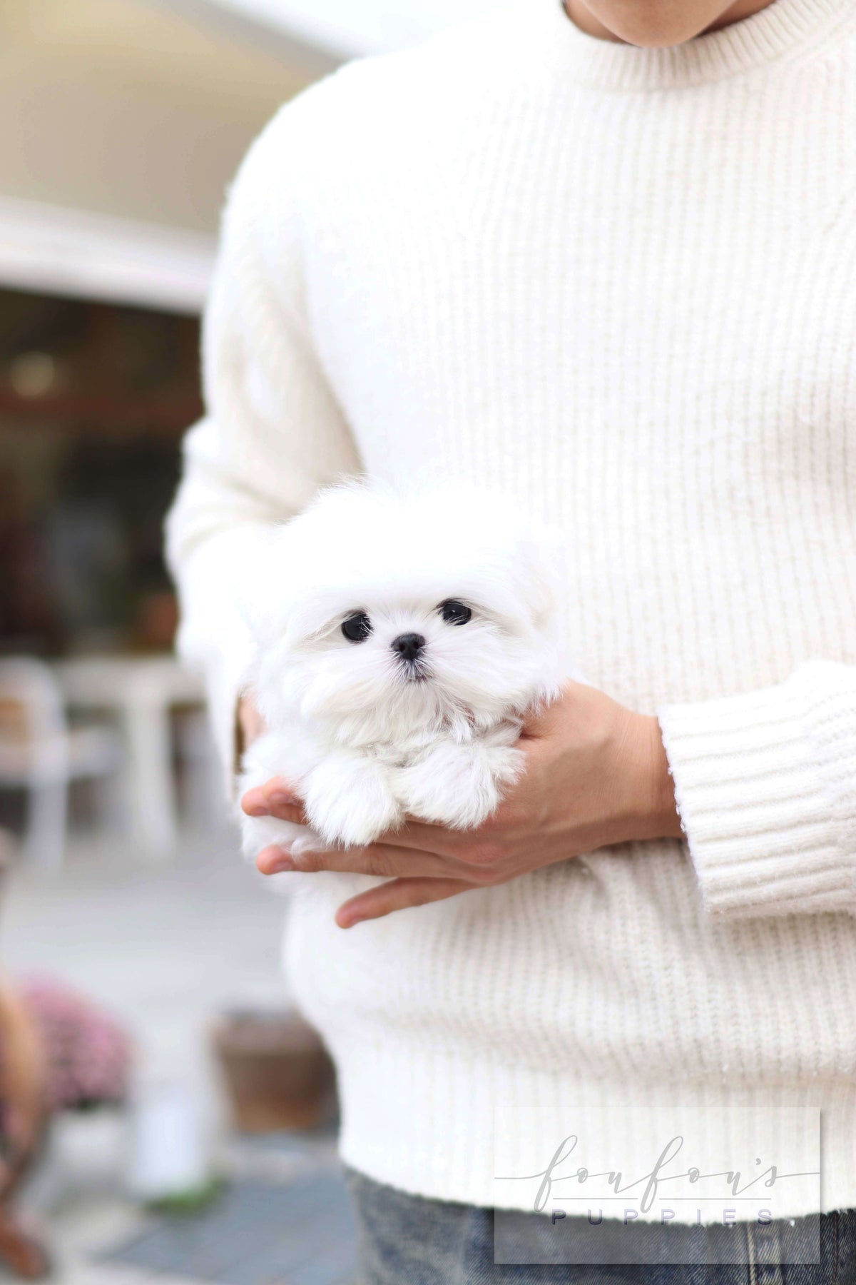 Lilly - Maltese F.