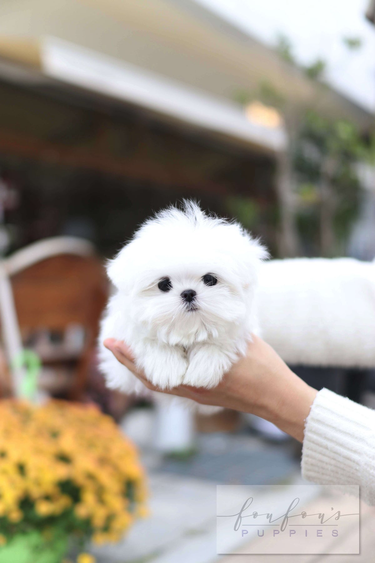 Lilly - Maltese F.