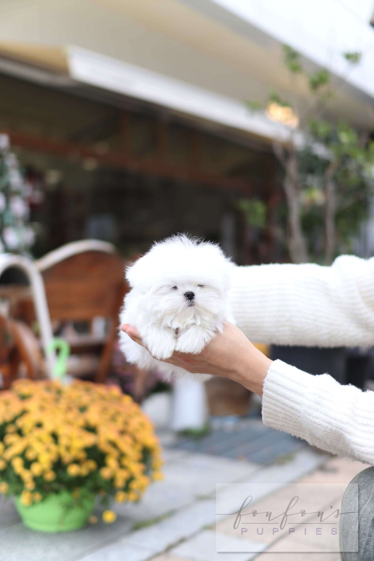 Lilly - Maltese F.