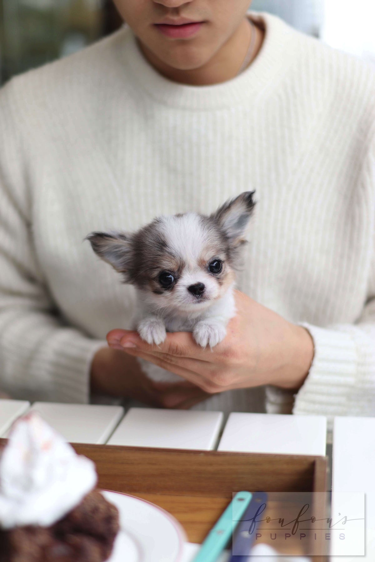 LeLe - Chihuahua F.