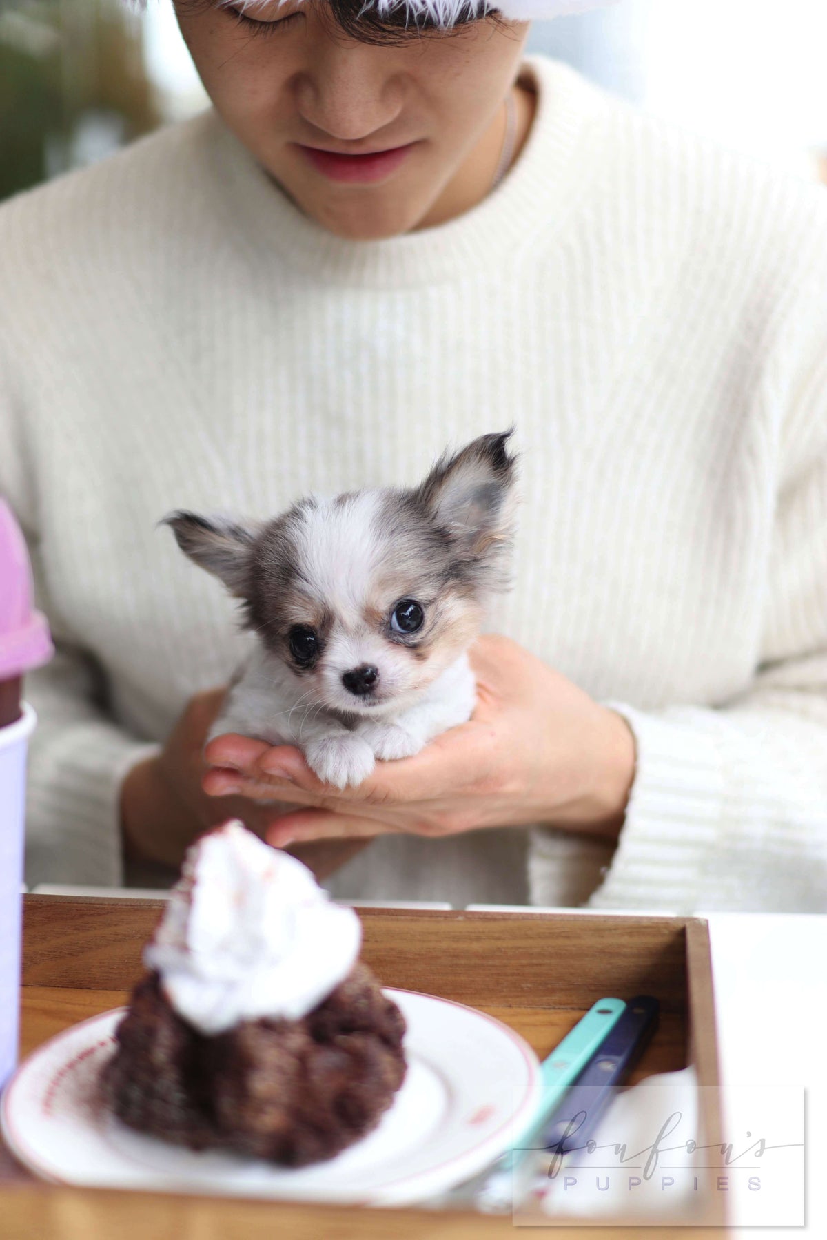 LeLe - Chihuahua F.