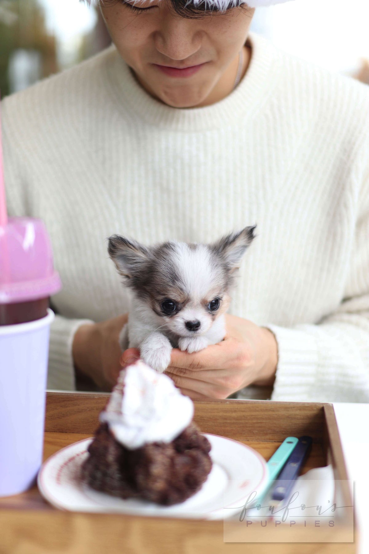 LeLe - Chihuahua F.