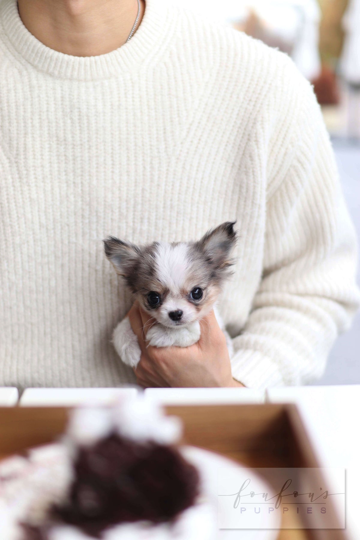 LeLe - Chihuahua F.