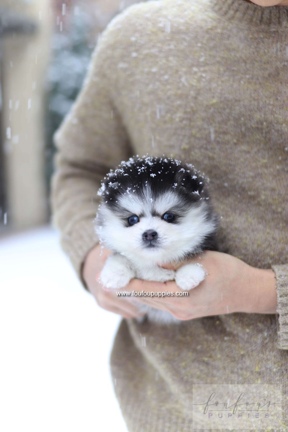 Mavi - Pomsky F.