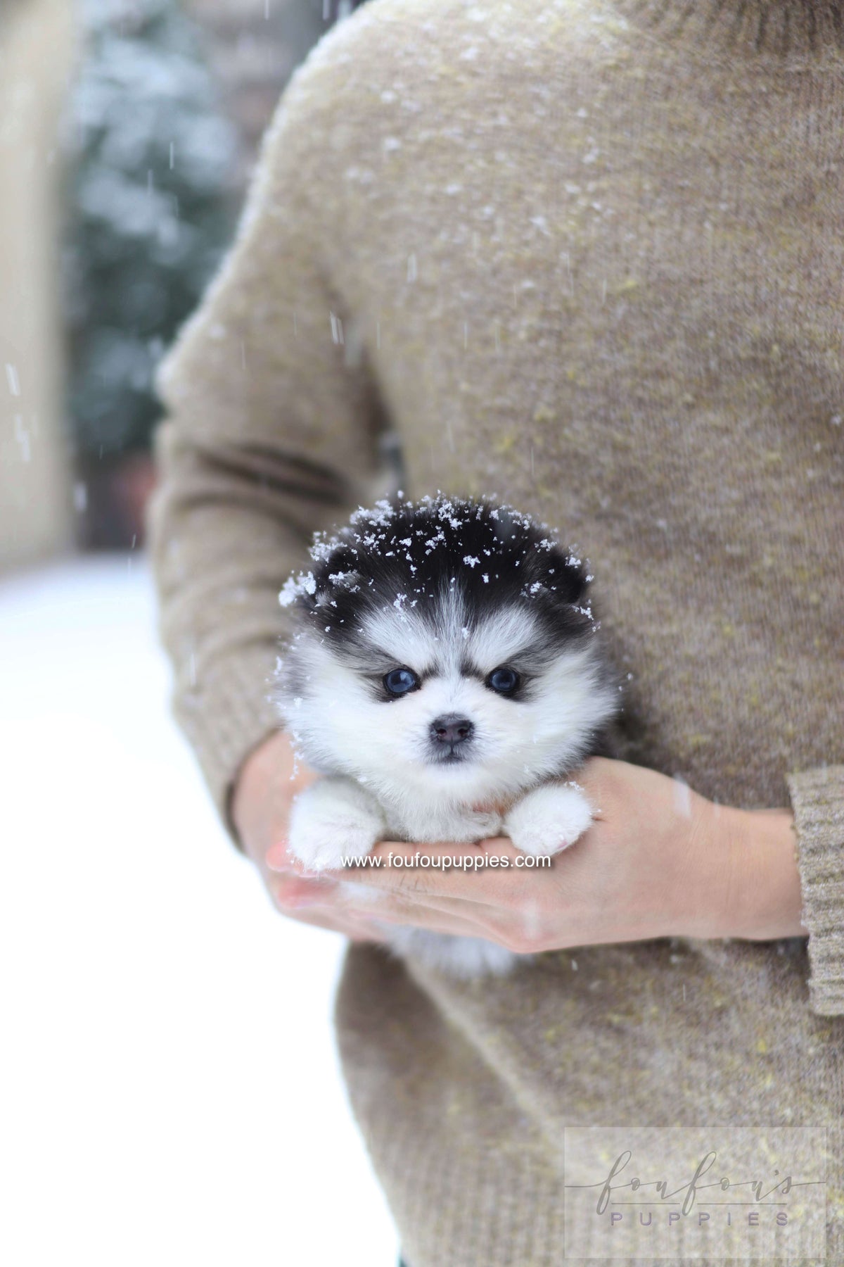 Mavi - Pomsky F.