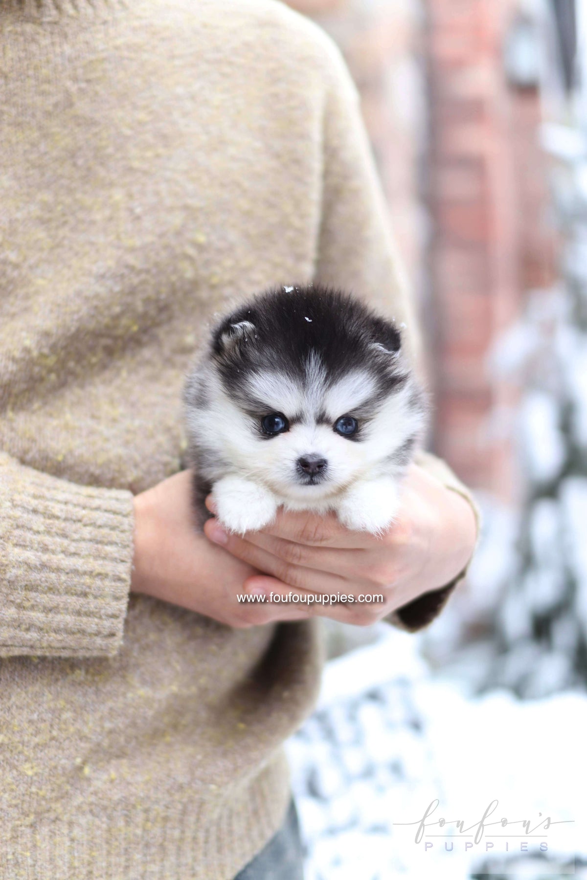 Mavi - Pomsky F.