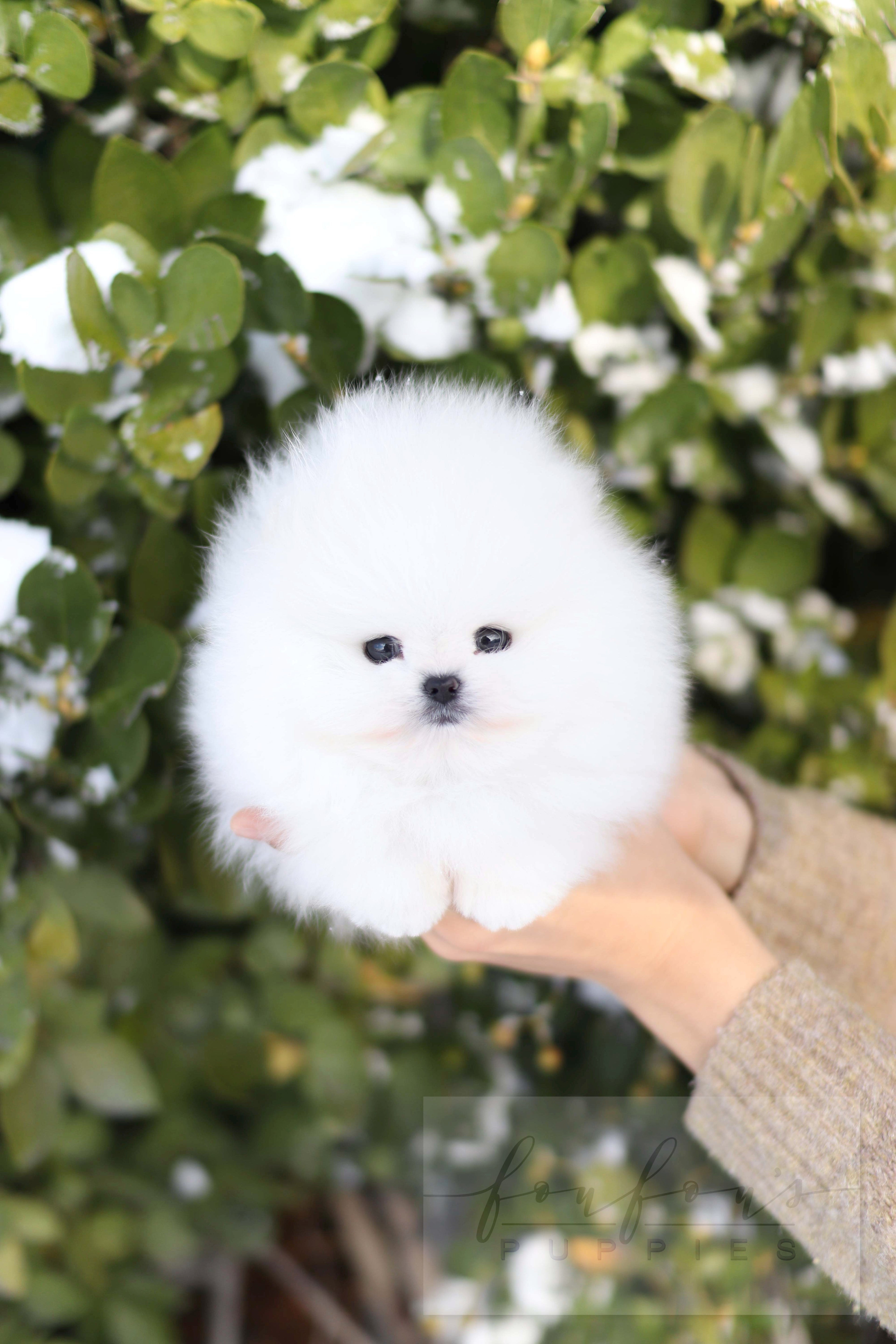 BooBear - Pomaranian M.