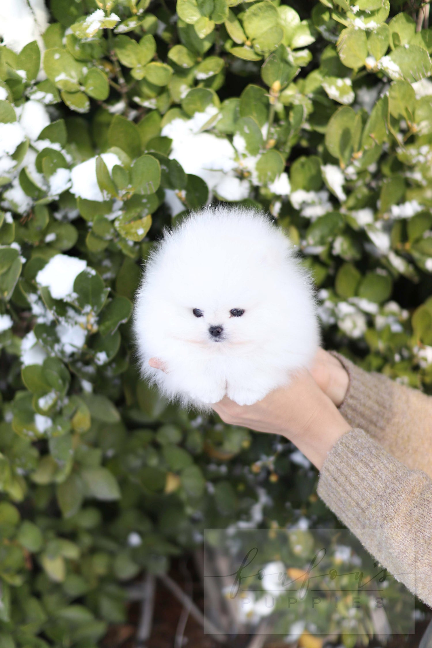 BooBear - Pomaranian M.