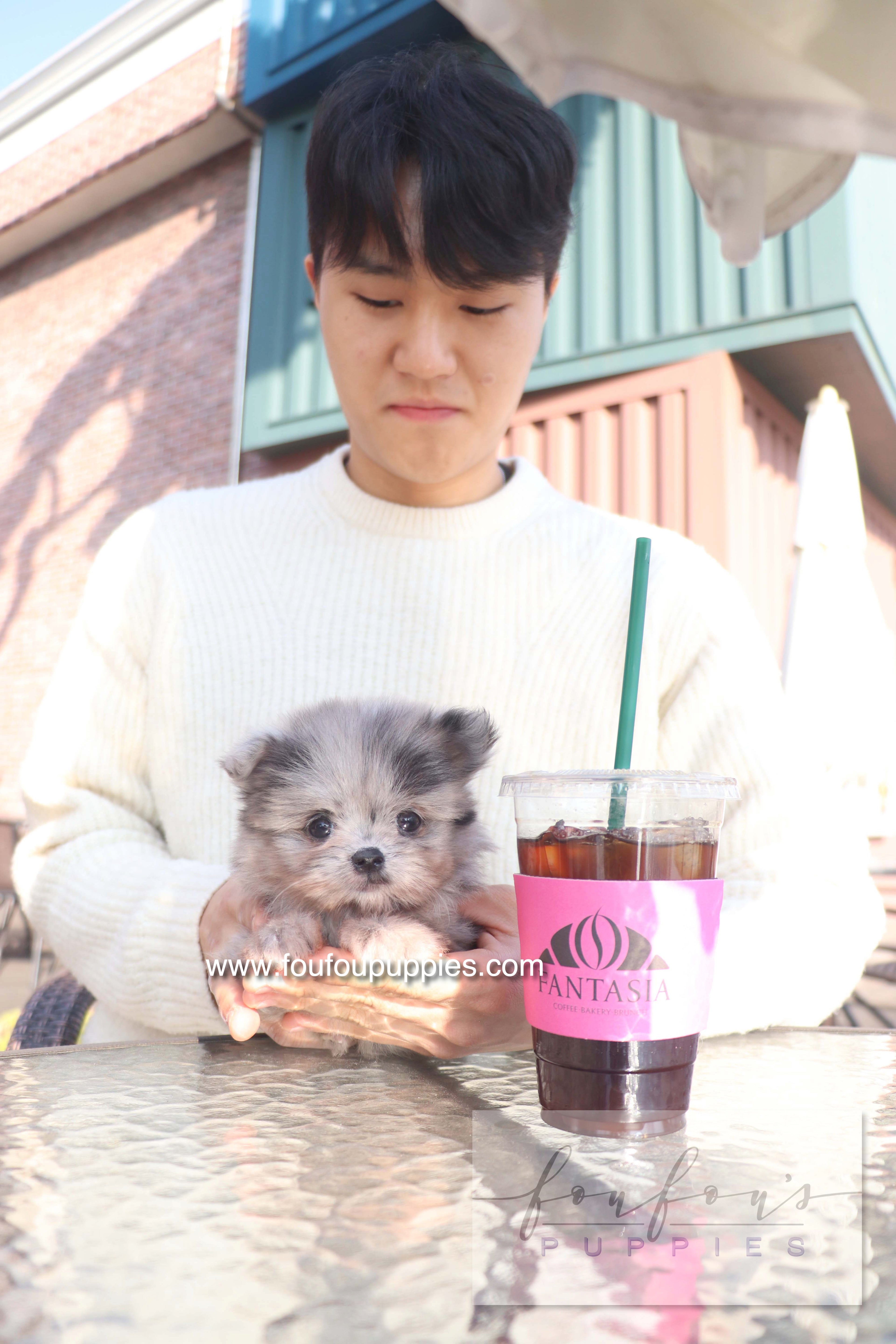 Céline - Maltipom F.