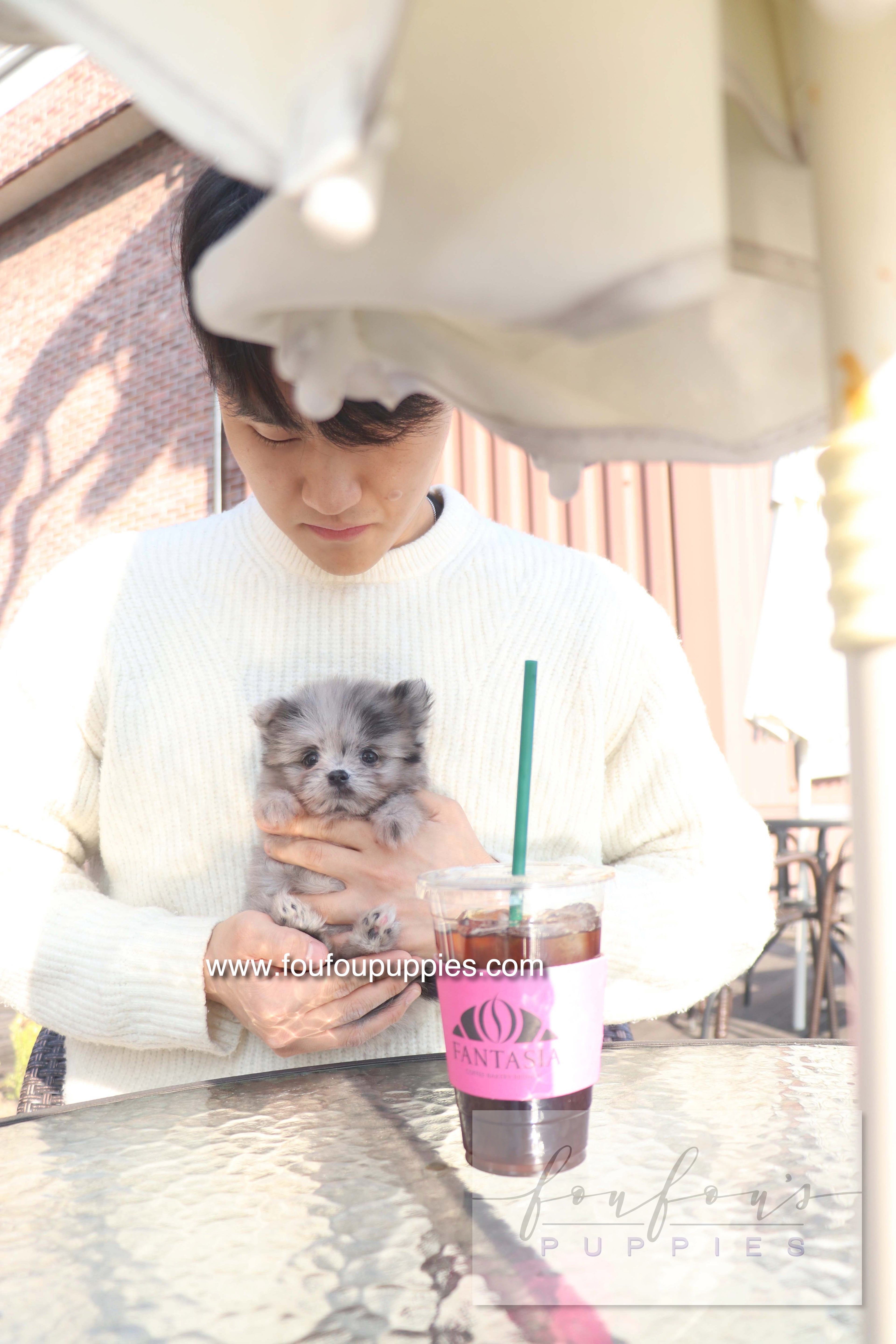 Céline - Maltipom F.