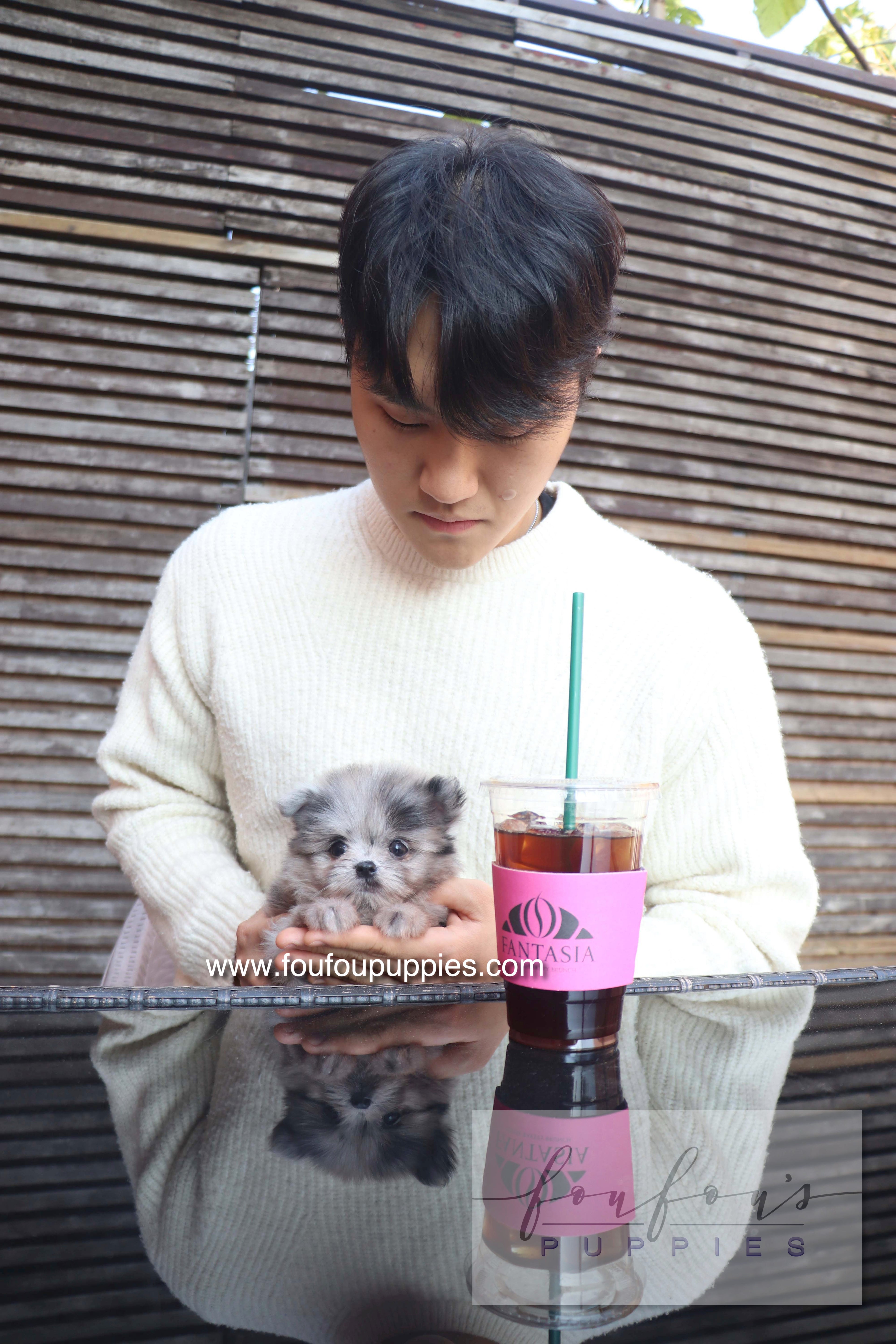 Céline - Maltipom F.