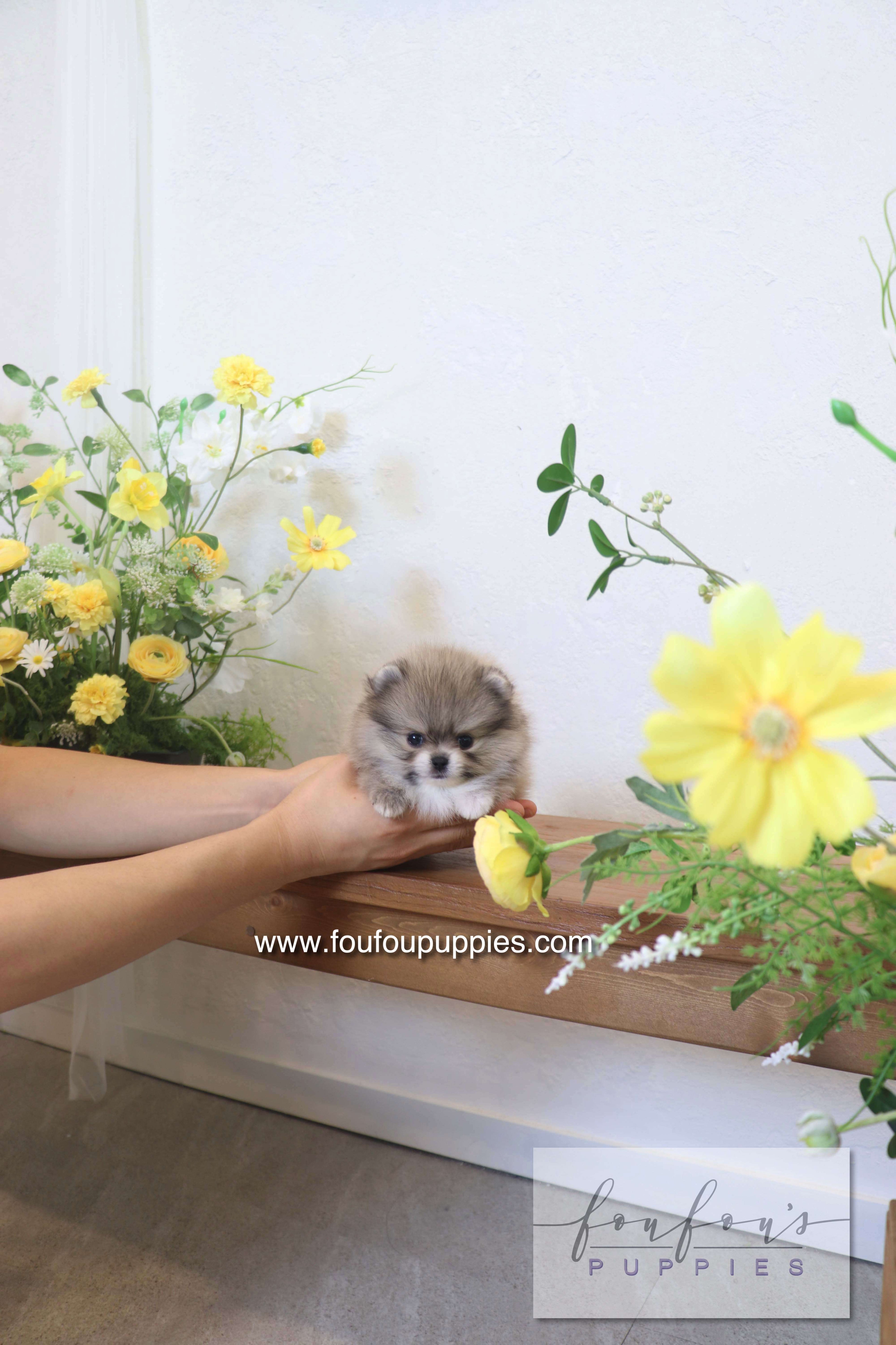 Rumi - Pomeranian M.