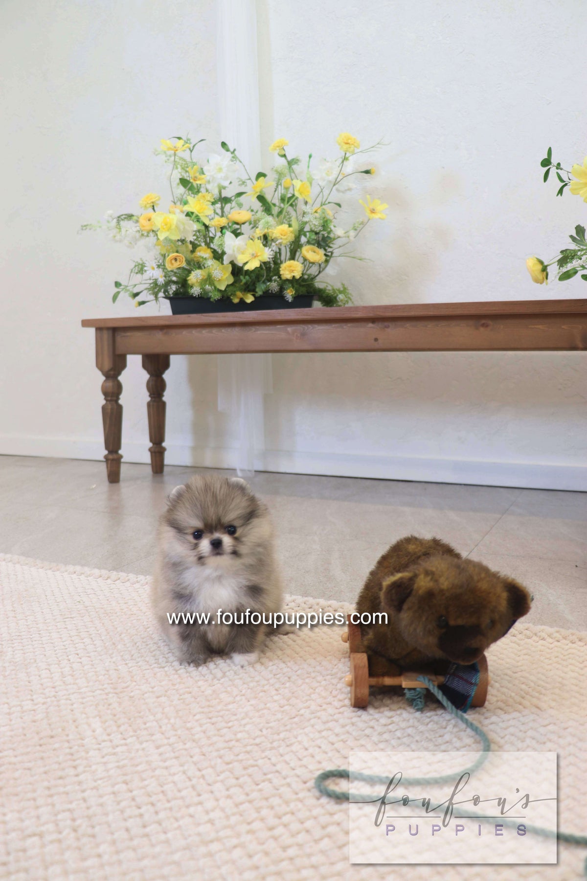 Rumi - Pomeranian M.