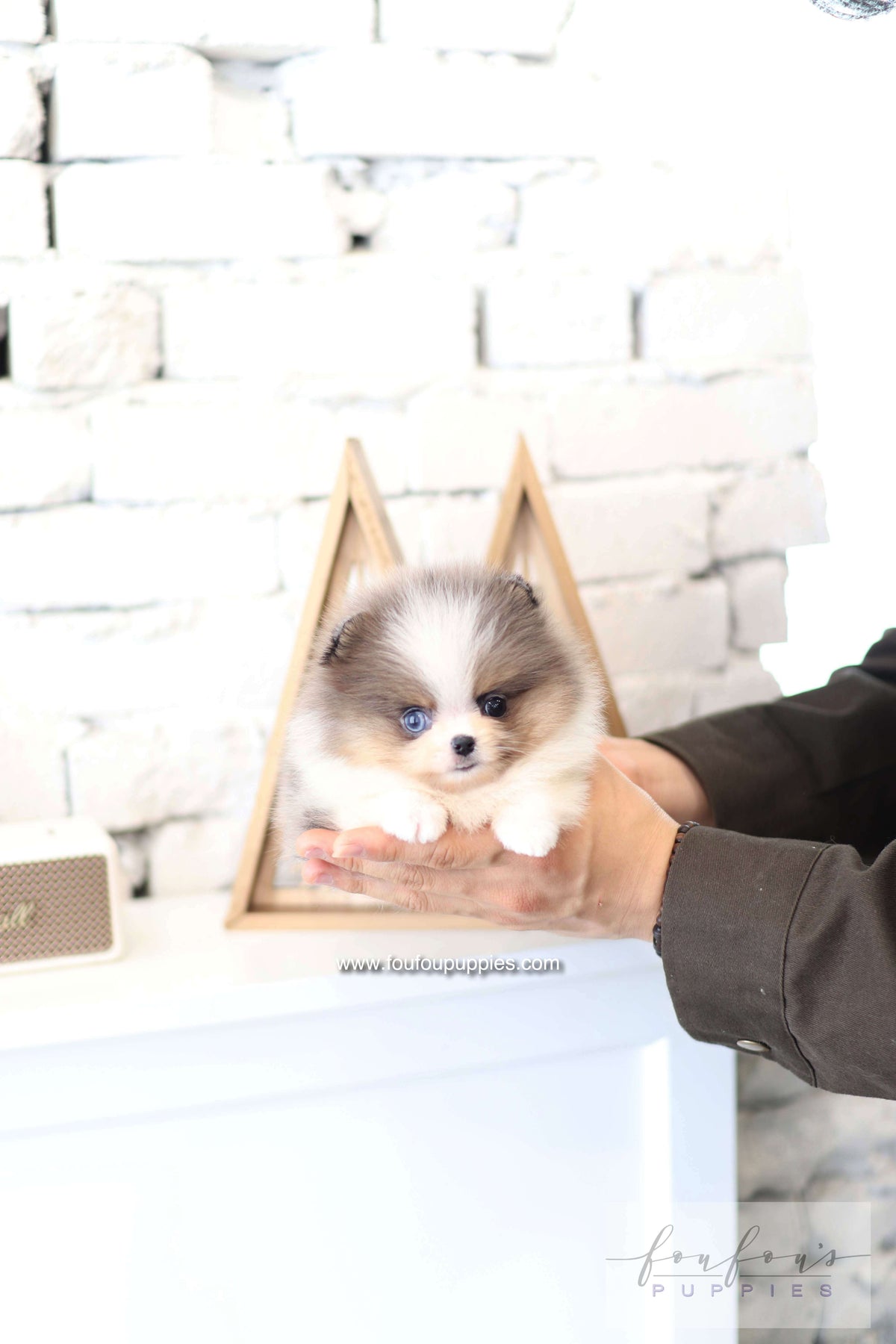 Aurélie - Pomeranian F.