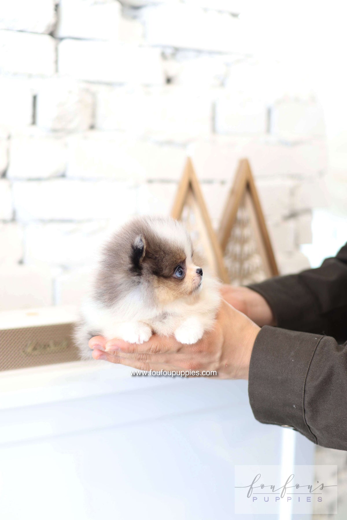 Aurélie - Pomeranian F.