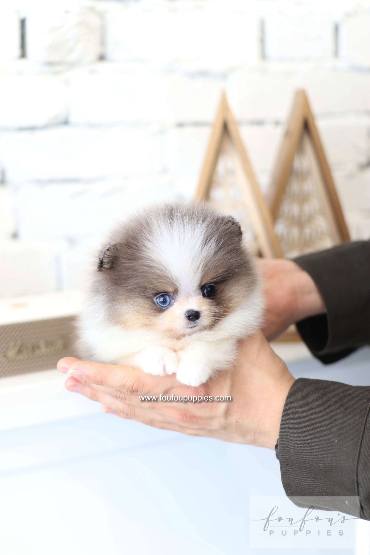 Aurélie - Pomeranian F.