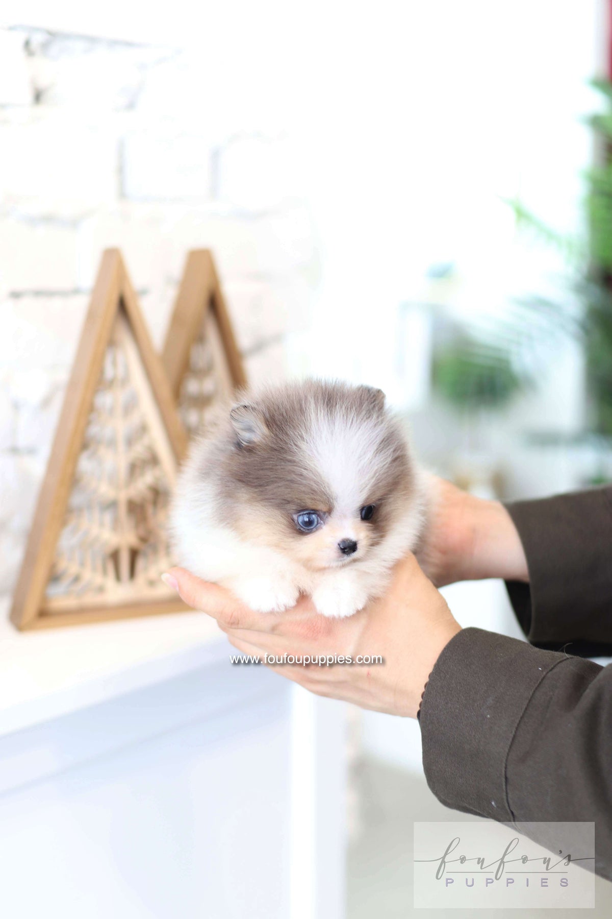 Aurélie - Pomeranian F.