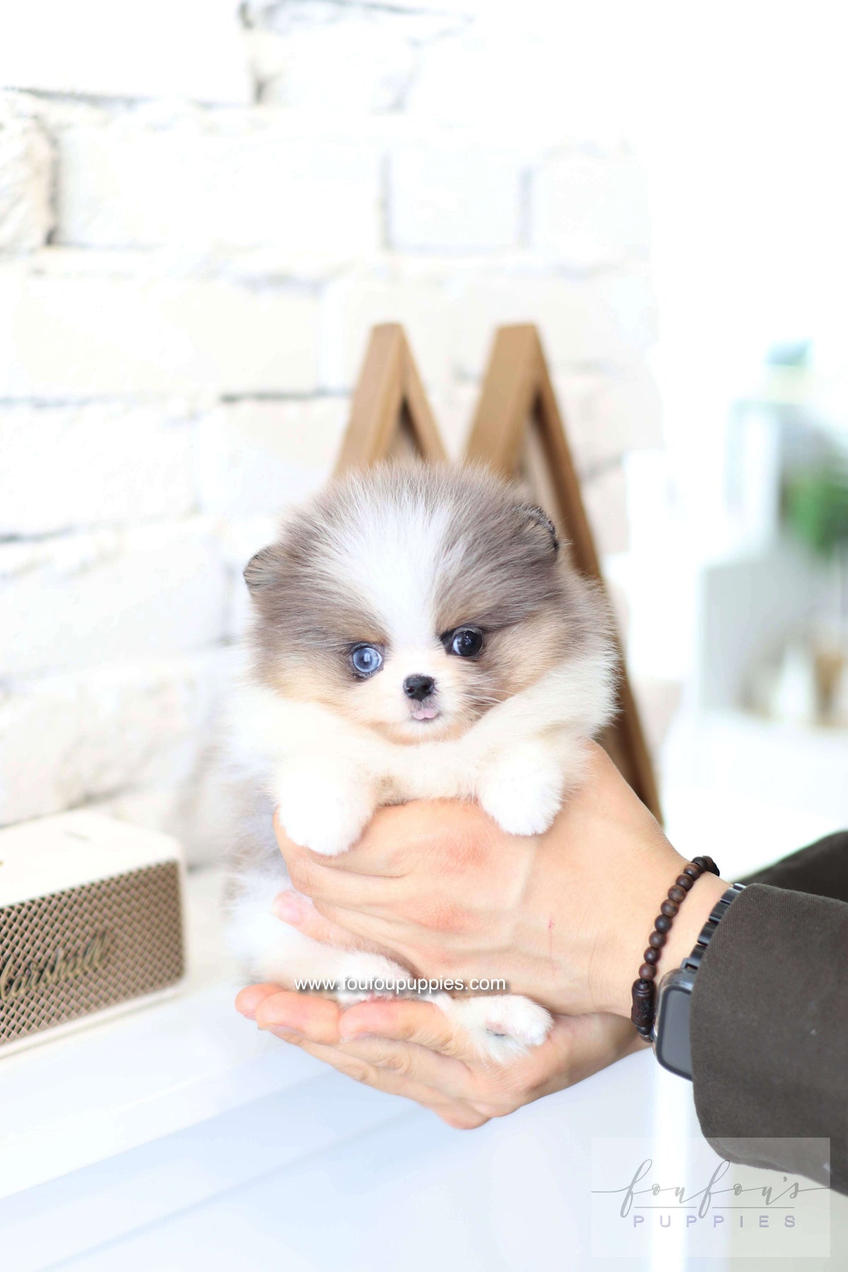 Aurélie - Pomeranian F.