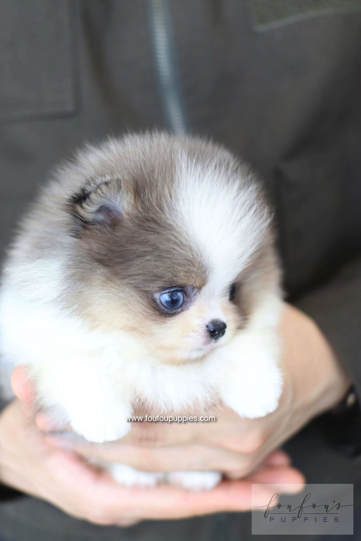 Aurélie - Pomeranian F.