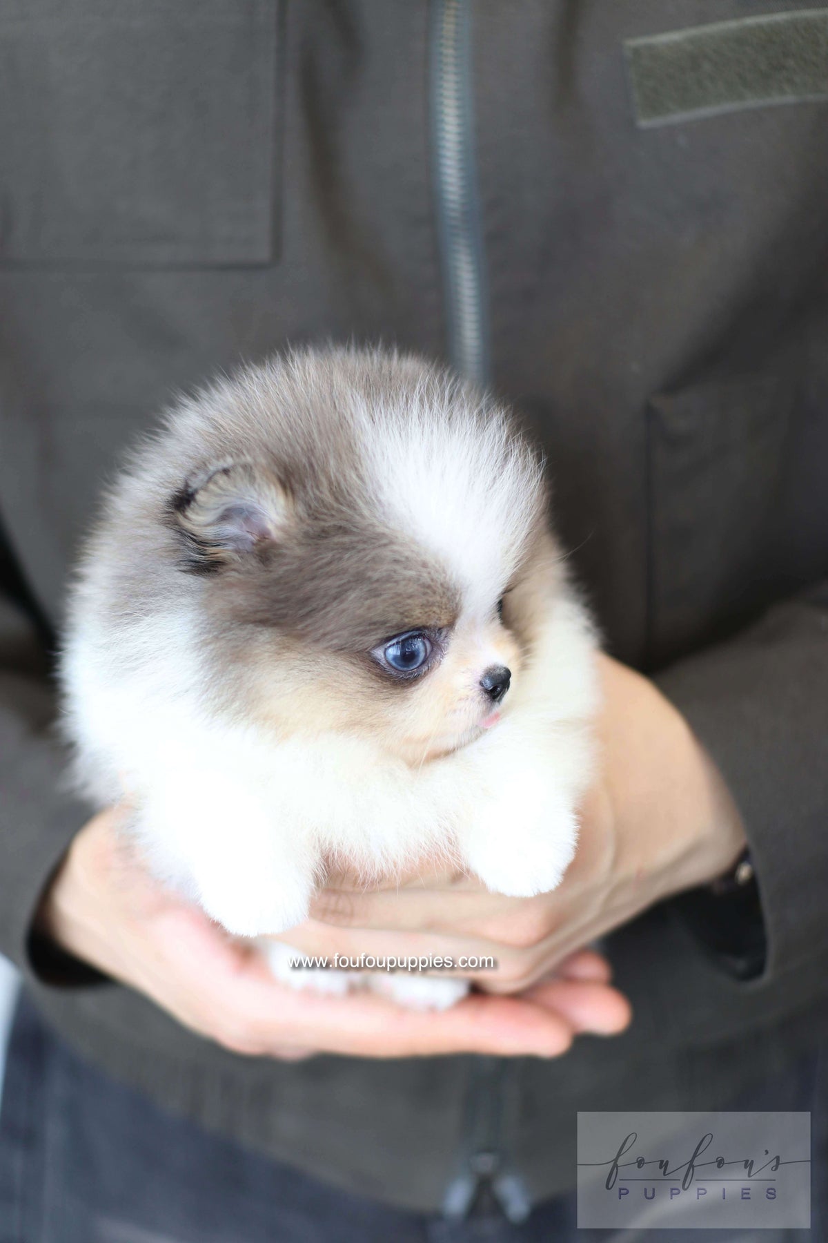 Aurélie - Pomeranian F.