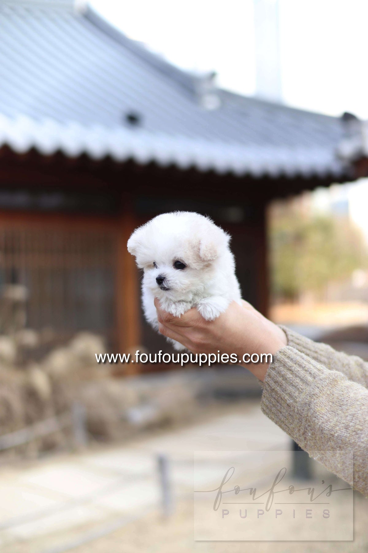 Dream - Maltipoo F.