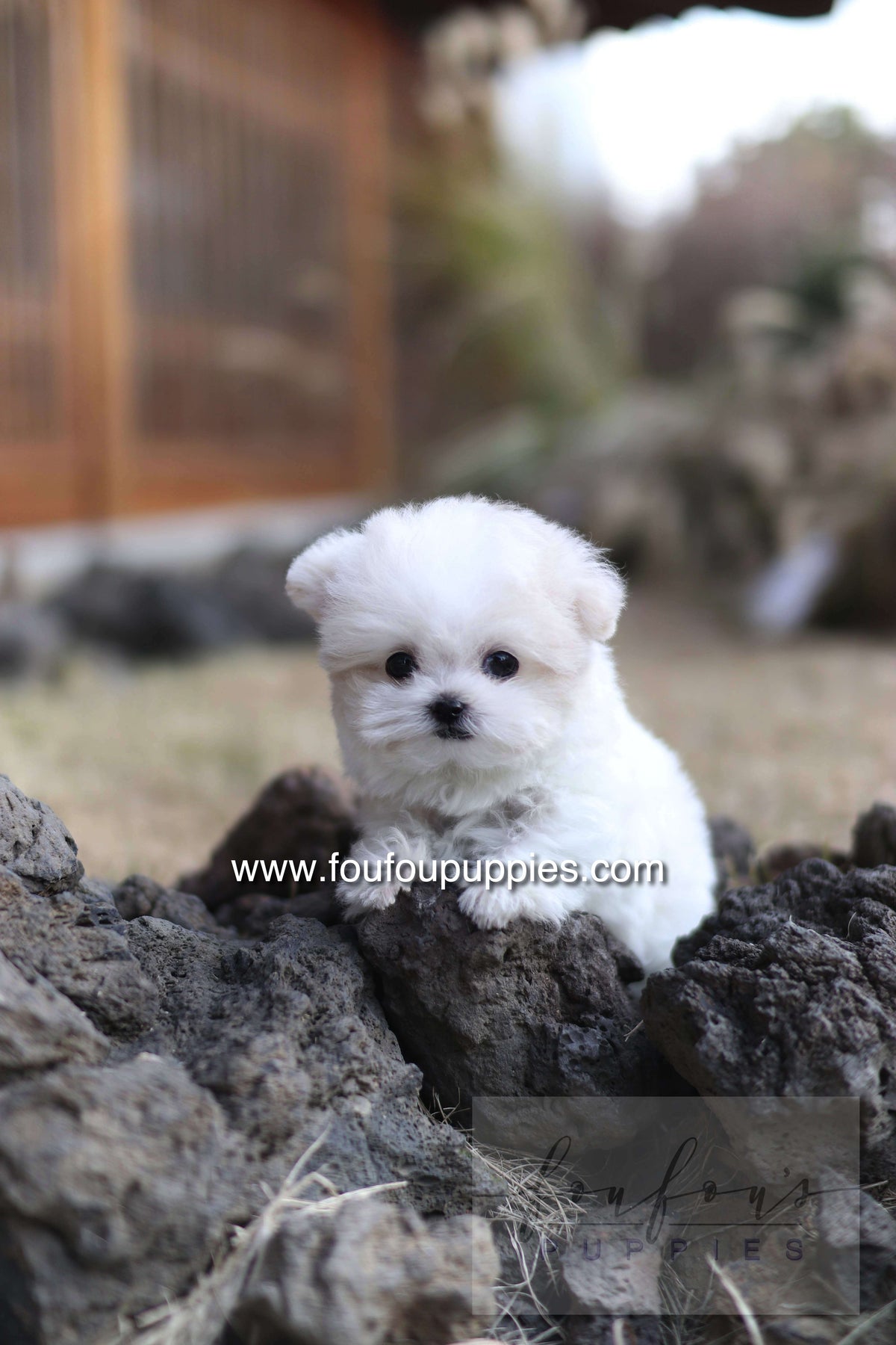 Dream - Maltipoo F.