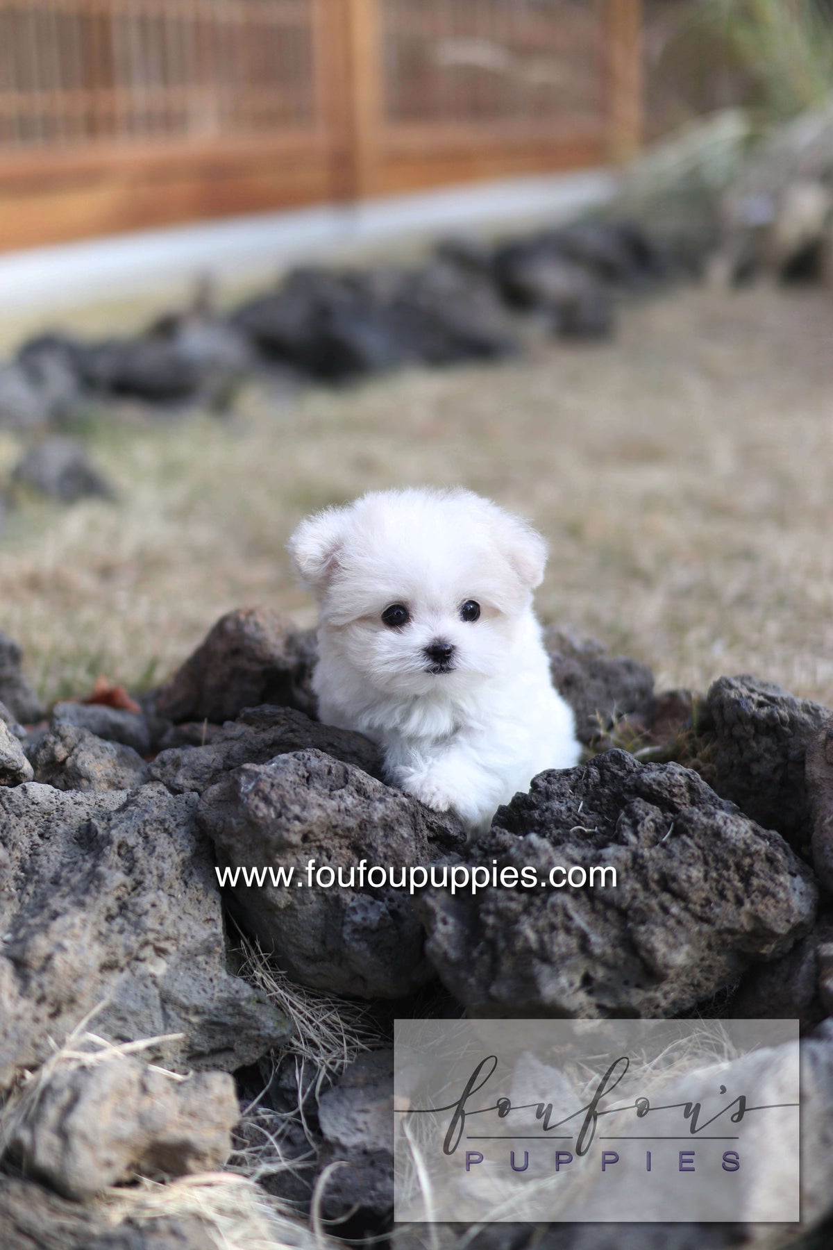 Dream - Maltipoo F.