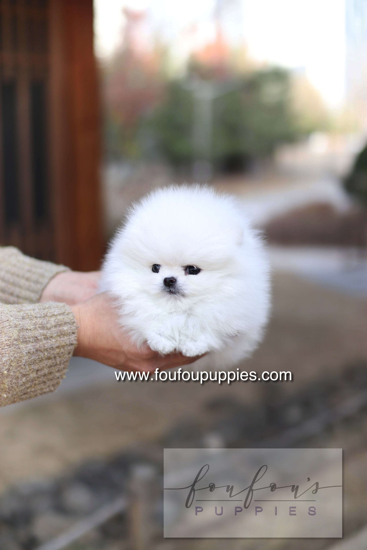 Noémie - Pomeranian F.