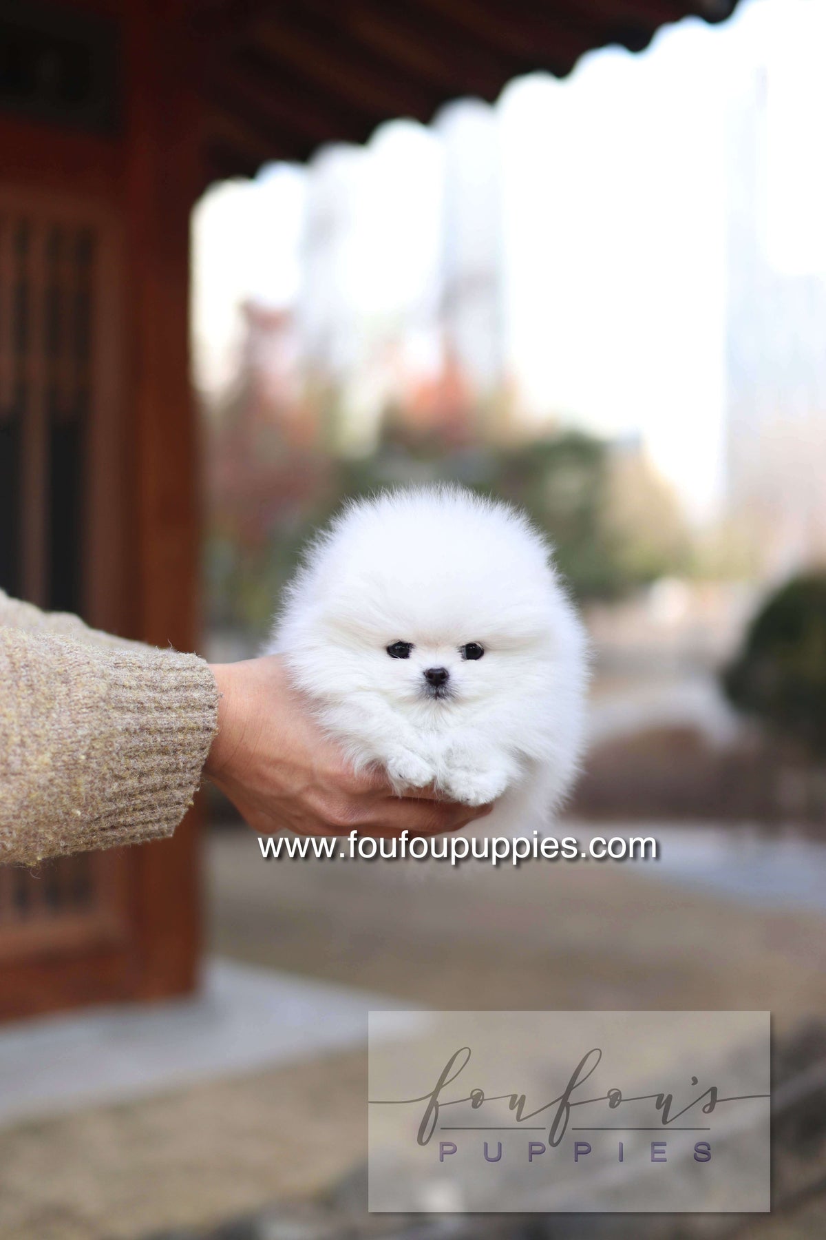 Noémie - Pomeranian F.