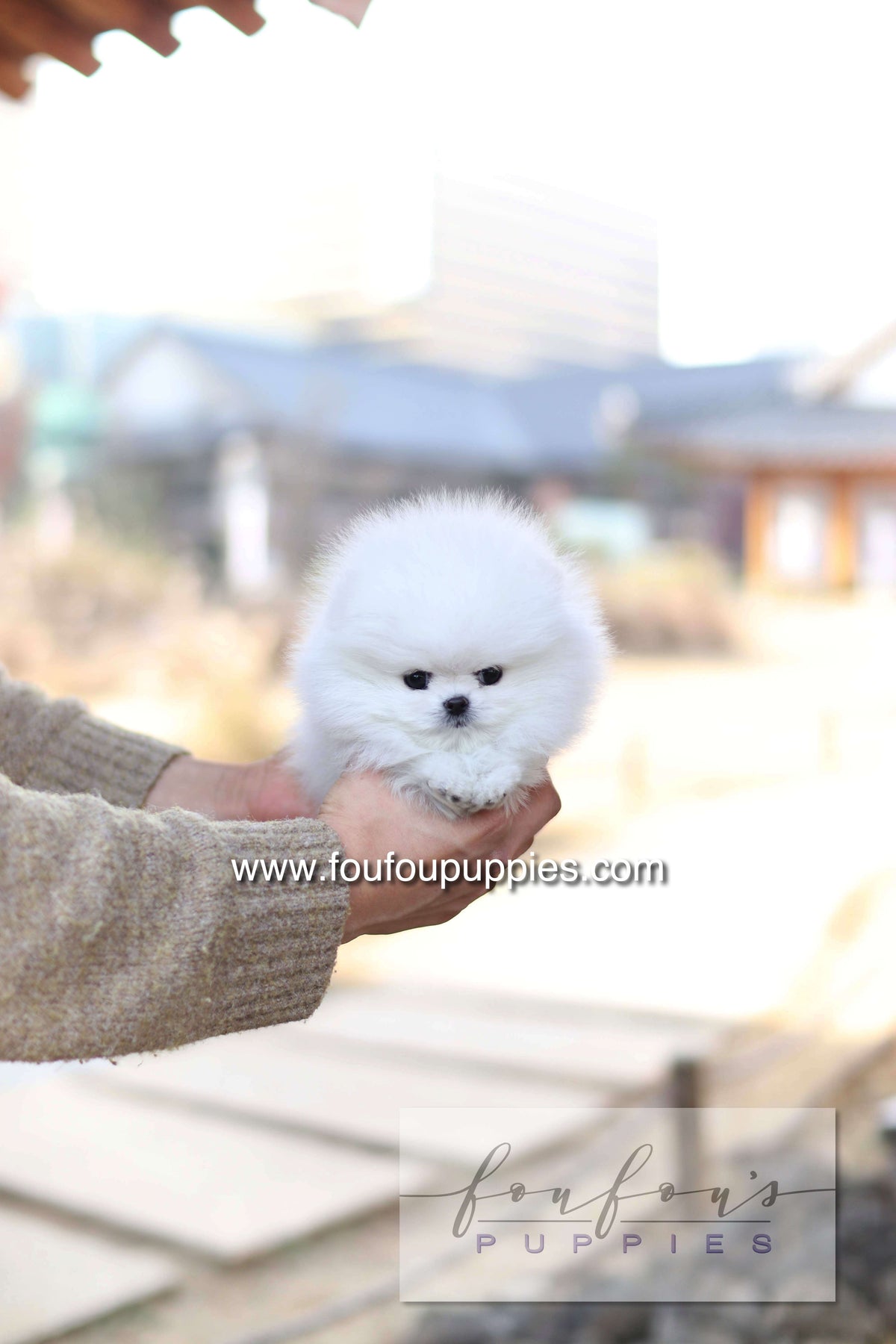 Noémie - Pomeranian F.