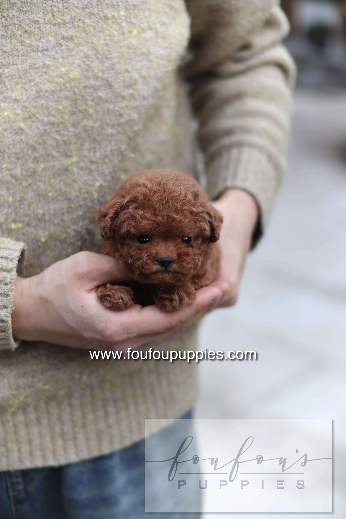 LadyBug - Poodle F.