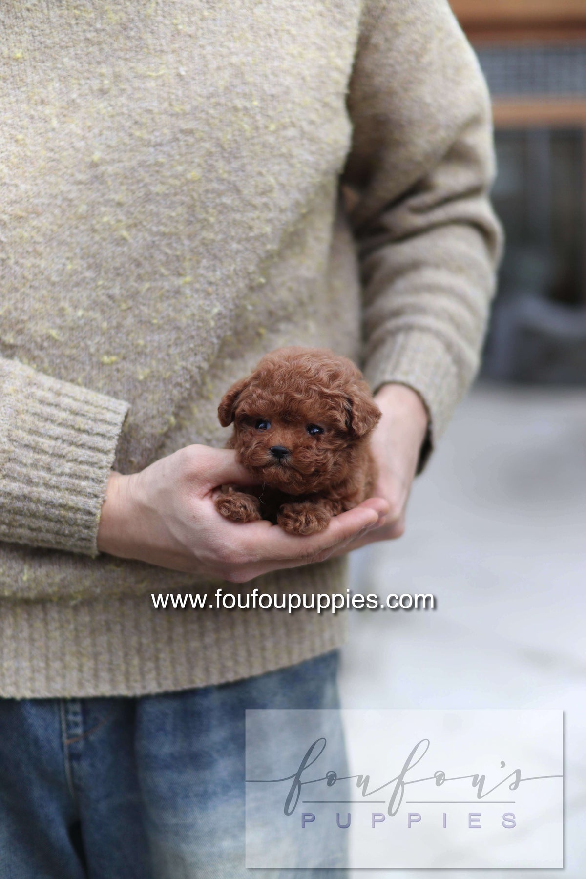 LadyBug - Poodle F.