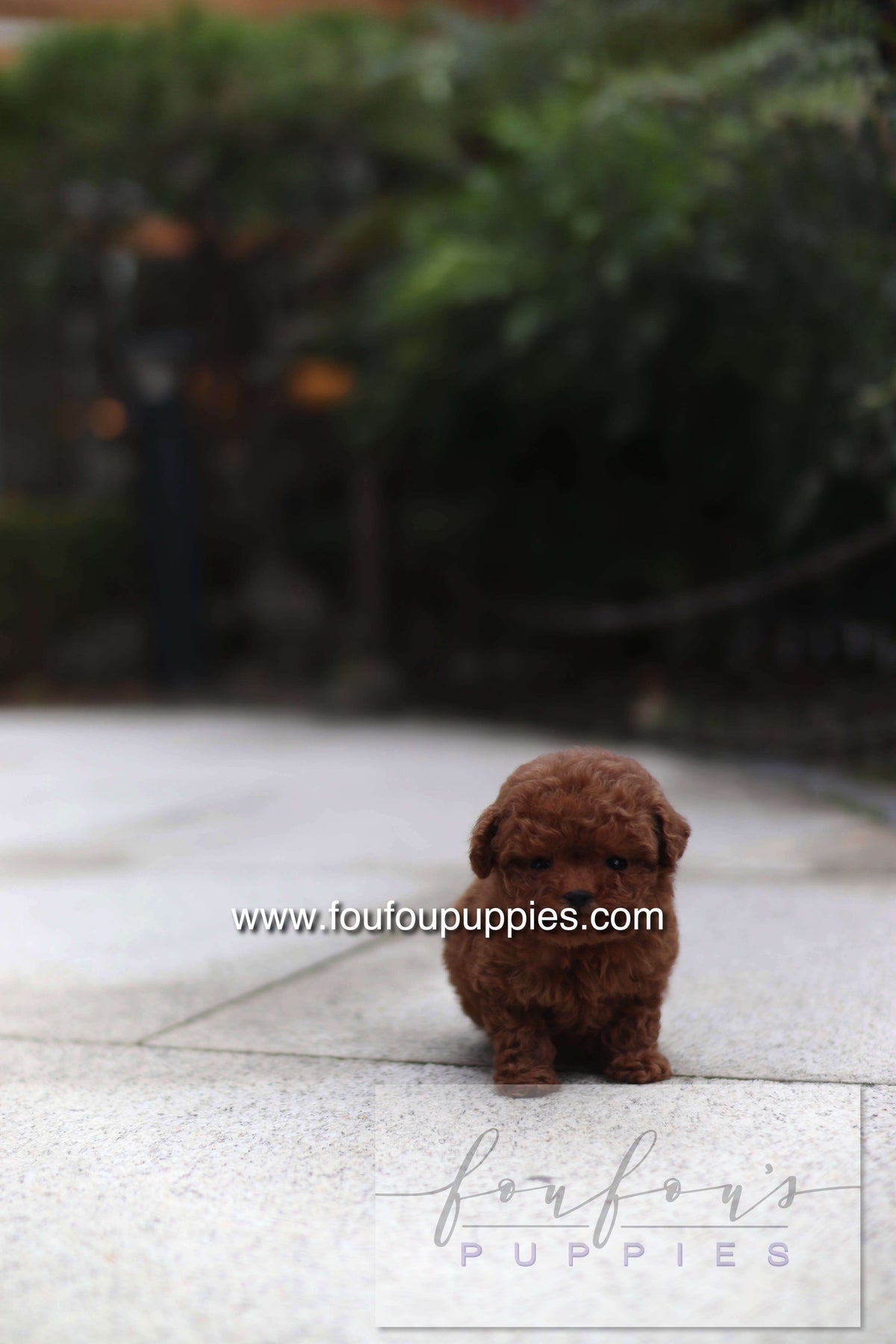 LadyBug - Poodle F.
