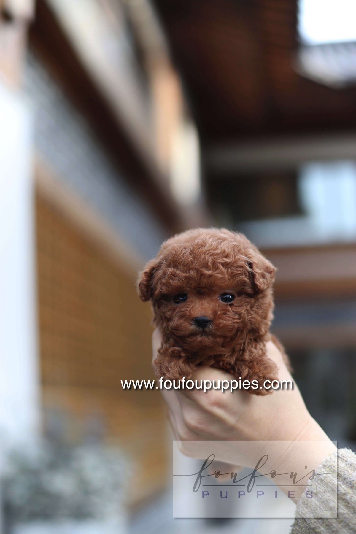 LadyBug - Poodle F.