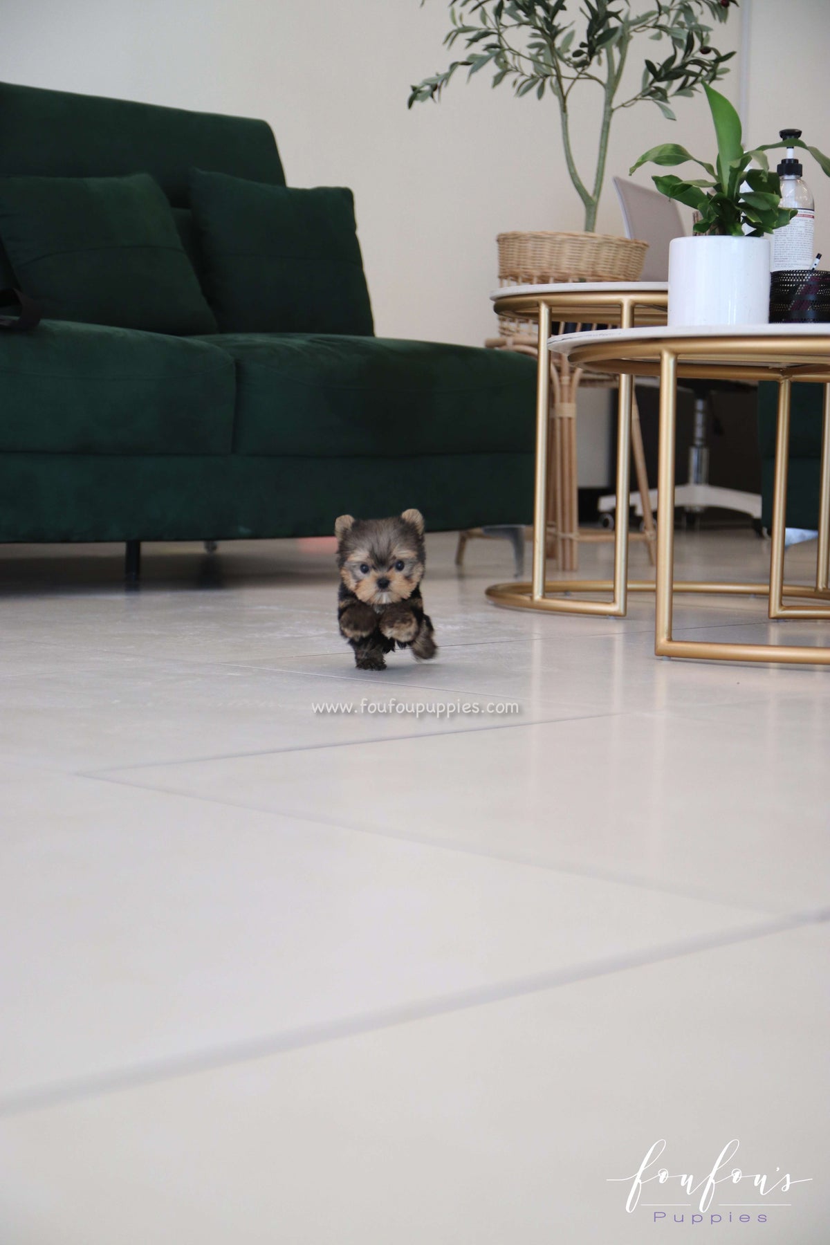 Fairy - Yorkshire Terrier F.