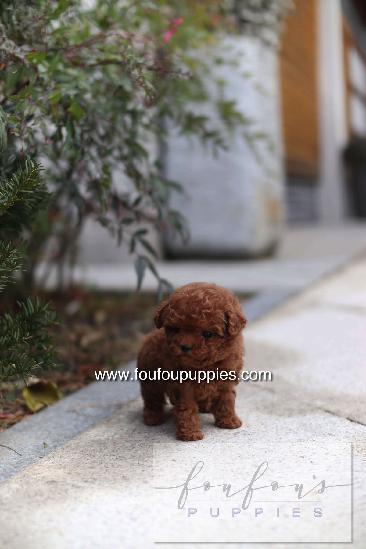 LadyBug - Poodle F.