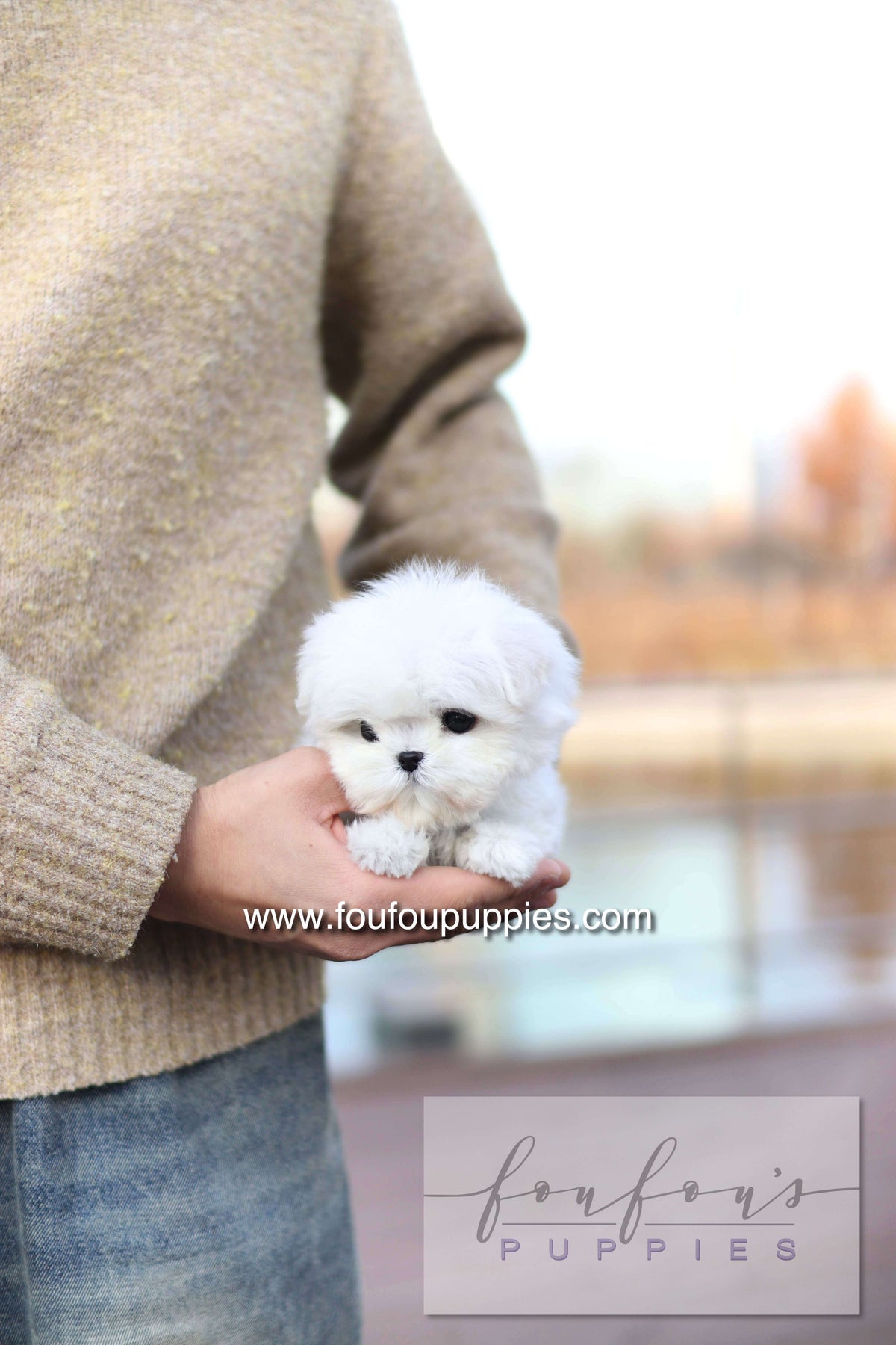 Mabel Grace - Maltese F.