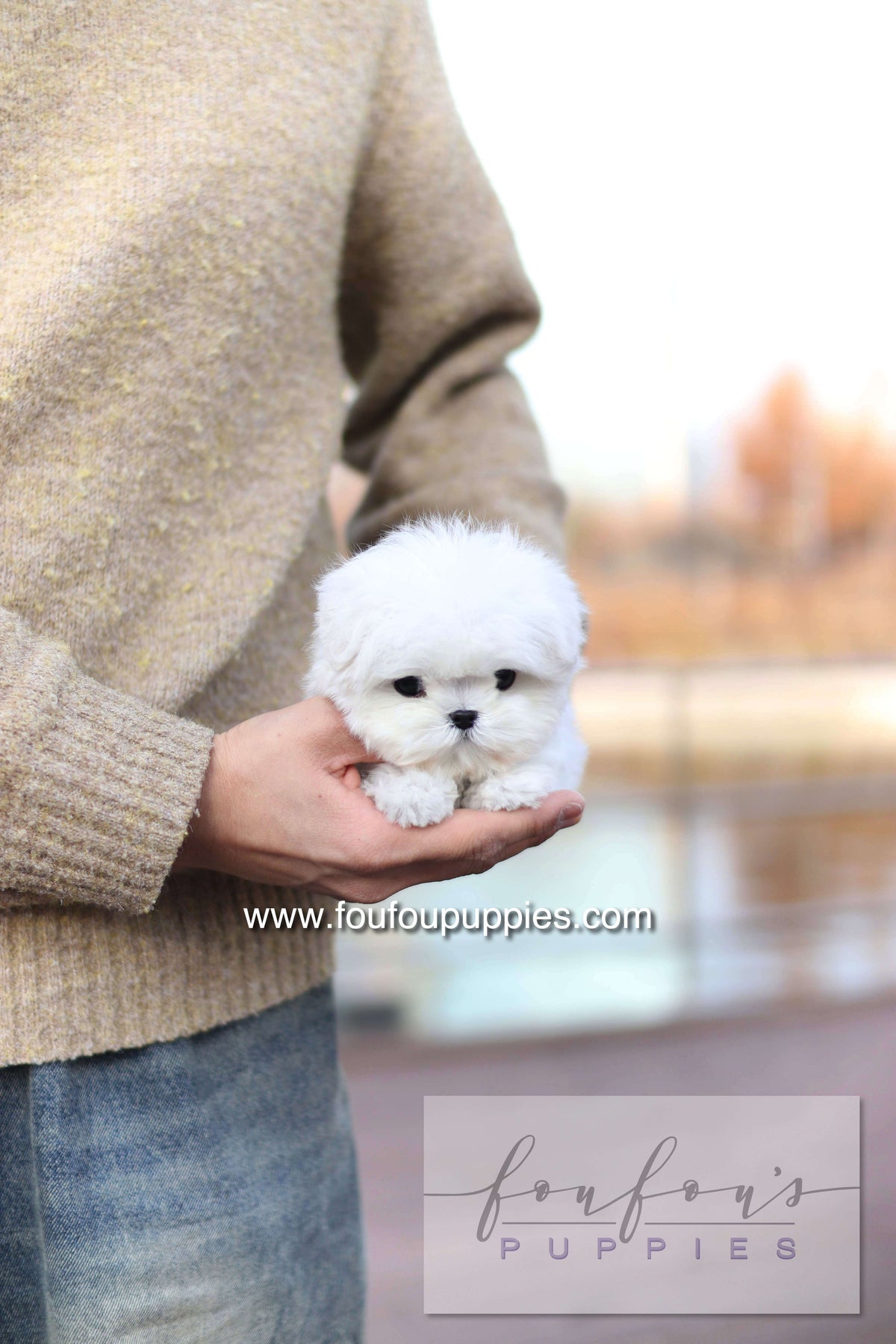 Mabel Grace - Maltese F.