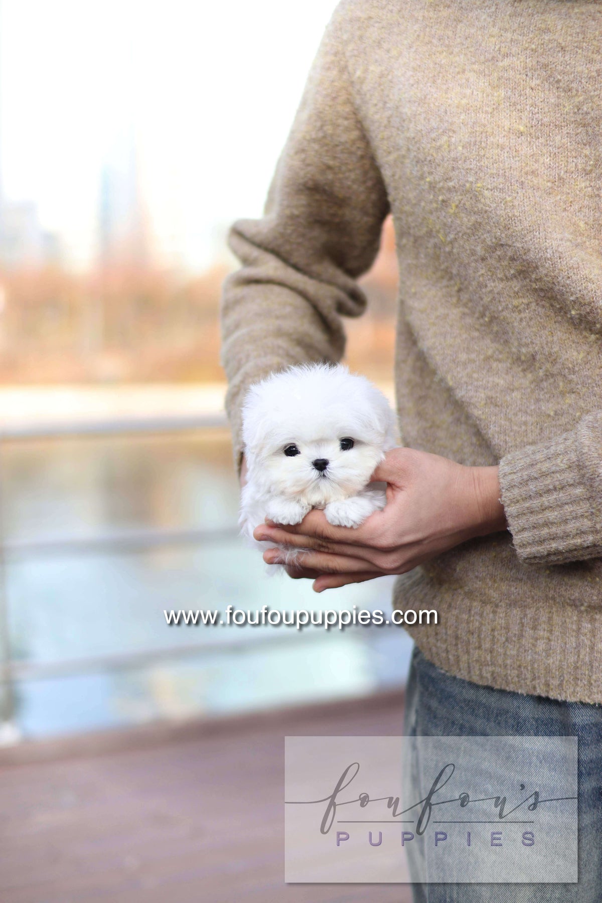 Mabel Grace - Maltese F.