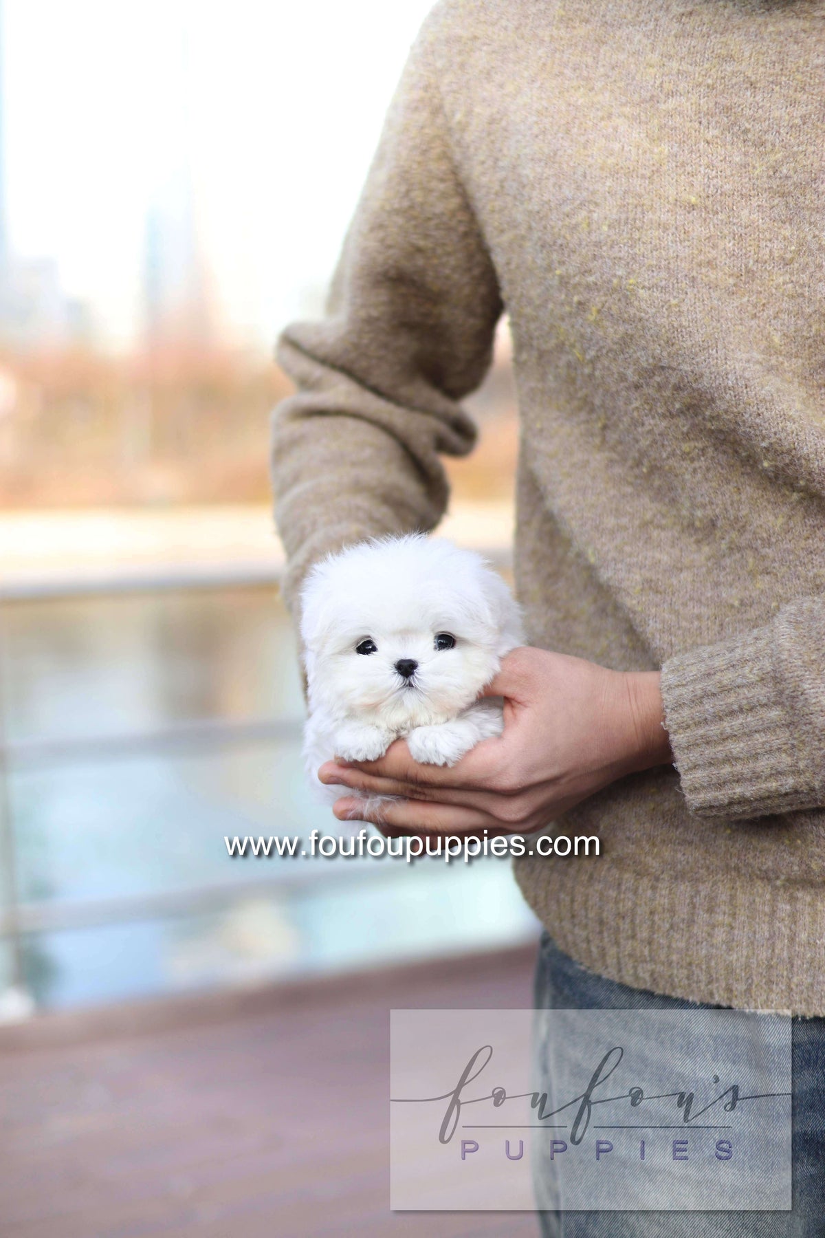 Mabel Grace - Maltese F.