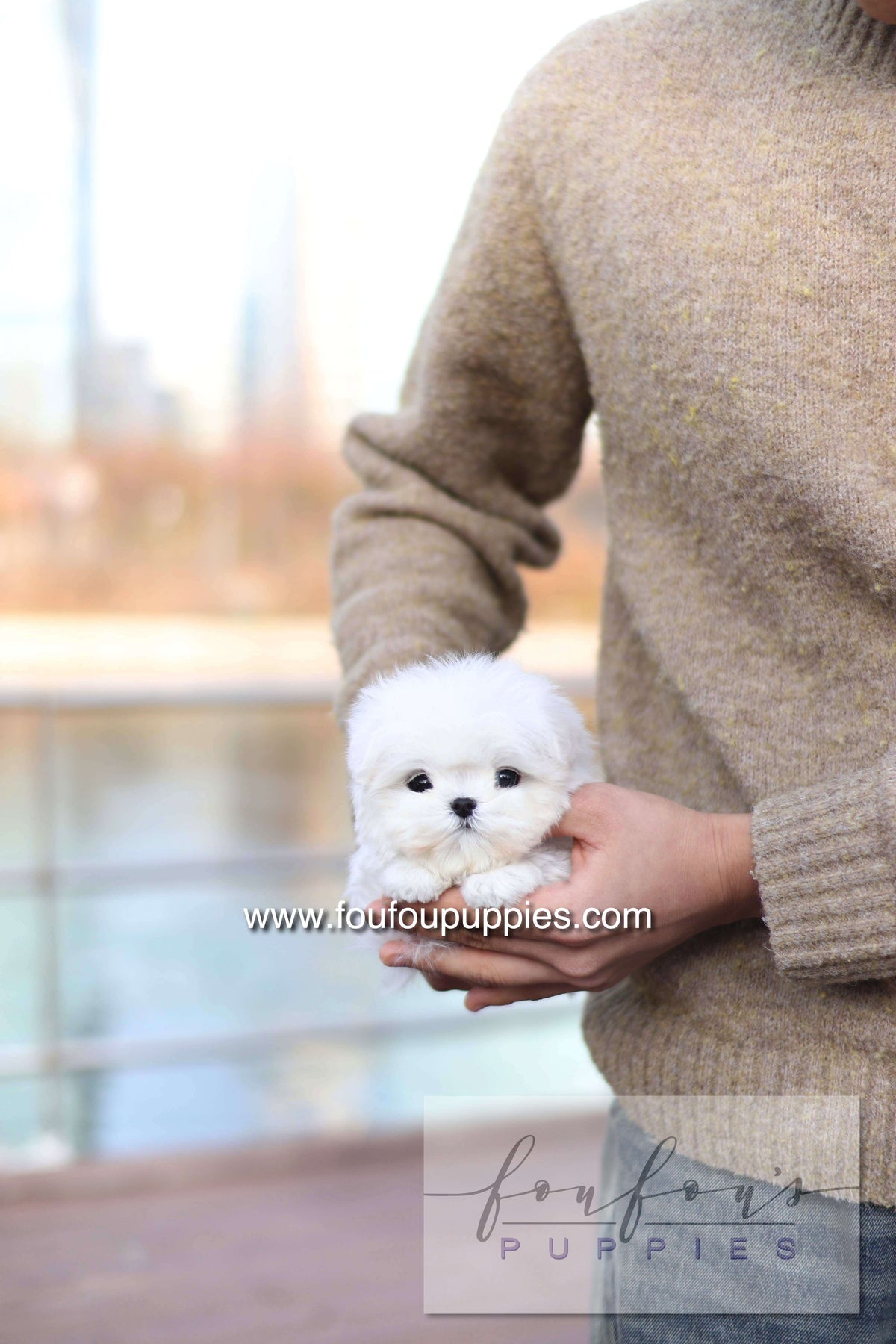 Mabel Grace - Maltese F.