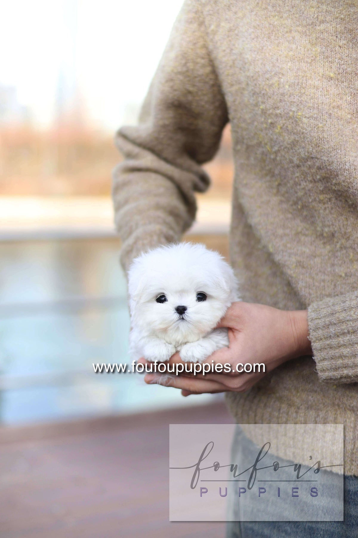 Mabel Grace - Maltese F.