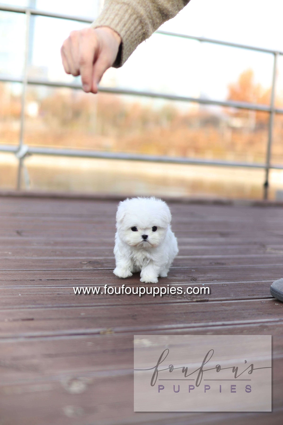 Mabel Grace - Maltese F.