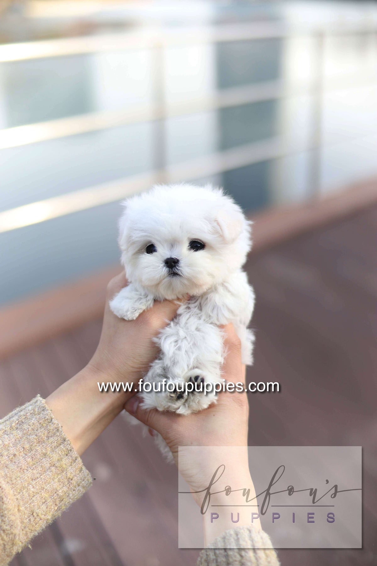 Mabel Grace - Maltese F.